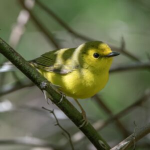 Worship with us this Sunday Worship with us this Sunday