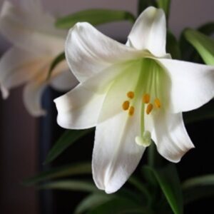 Easter Flower Orders and Dedications